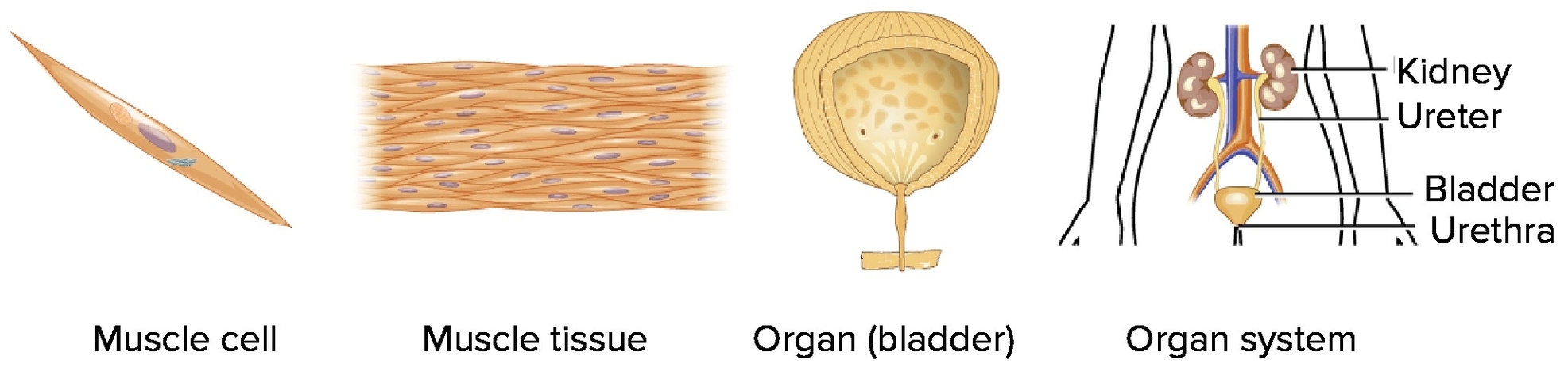 Cells Tissues Organs And Systems