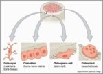 Cellular Components of Bone Diagram