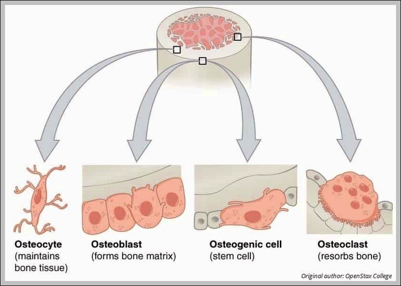 Cellular Components of Bone Diagram