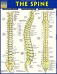 Cervical Spine Tinnitus