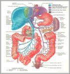 Chart Of Human Organs Image