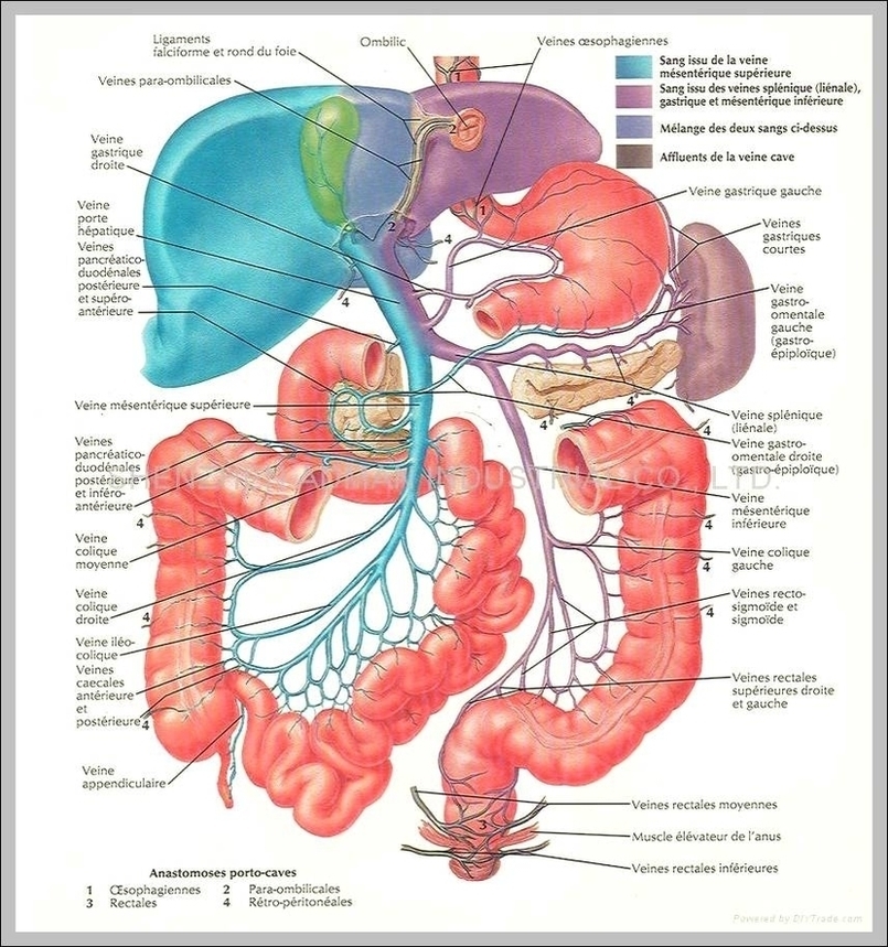 Chart Of Organs In The Human Body Image