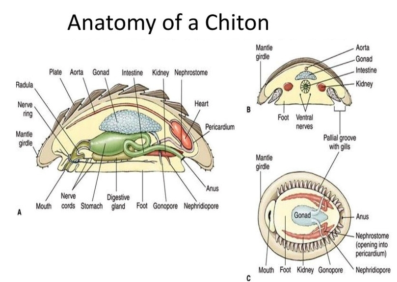 Chiton Anatomy Diagram