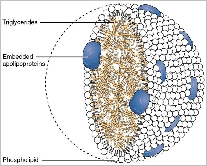 Chylomicrons Contain Triglycerides Cholesterol Molecules and Other Lipids