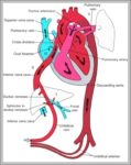 Circulation Of Blood Image