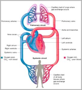 Circulatory System Animation Image | Anatomy System - Human Body ...