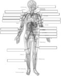 Circulatory System Diagram Worksheet