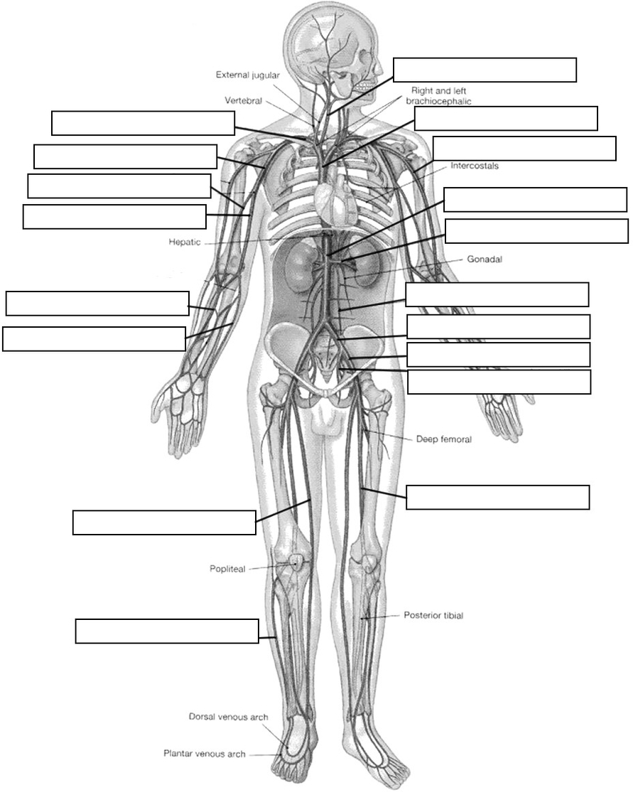 Circulatory System Diagram Worksheet