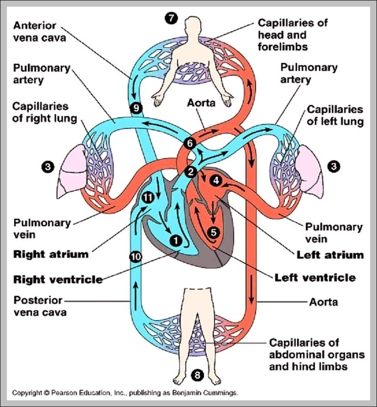 Circulatory System Function Image