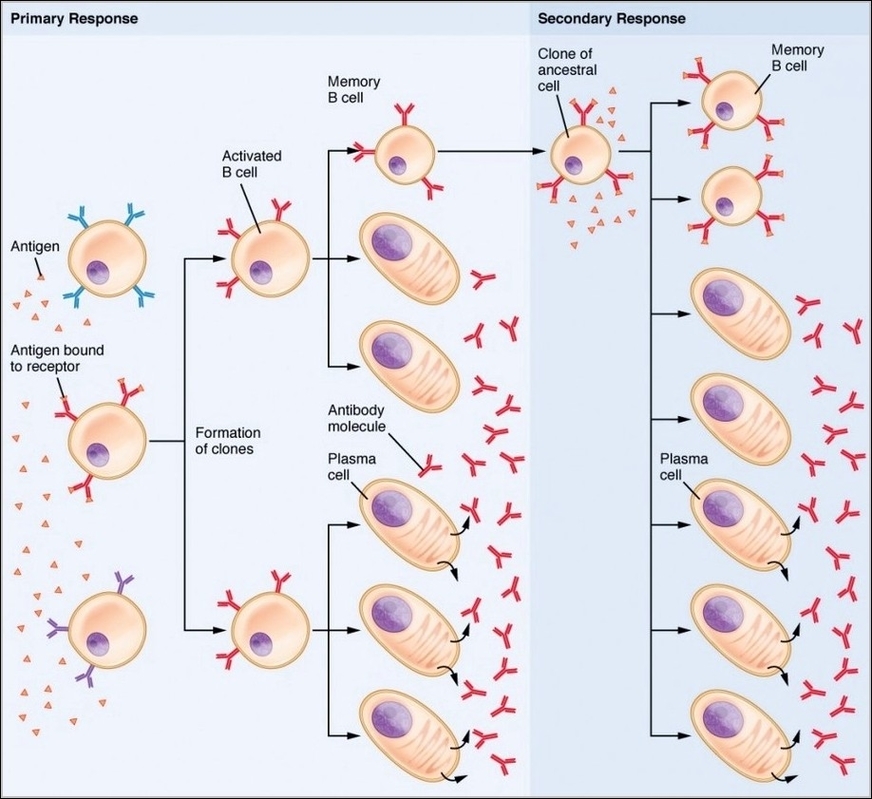 Clonal Selection of B Cells
