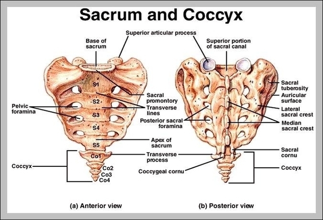 Coccyx And Sacrum Image