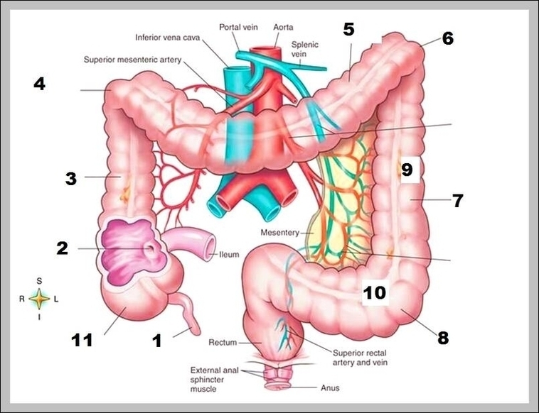 Colon Anatomy System Human Body Anatomy Diagram And Chart Images
