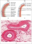 Comparison of Artery and Vein