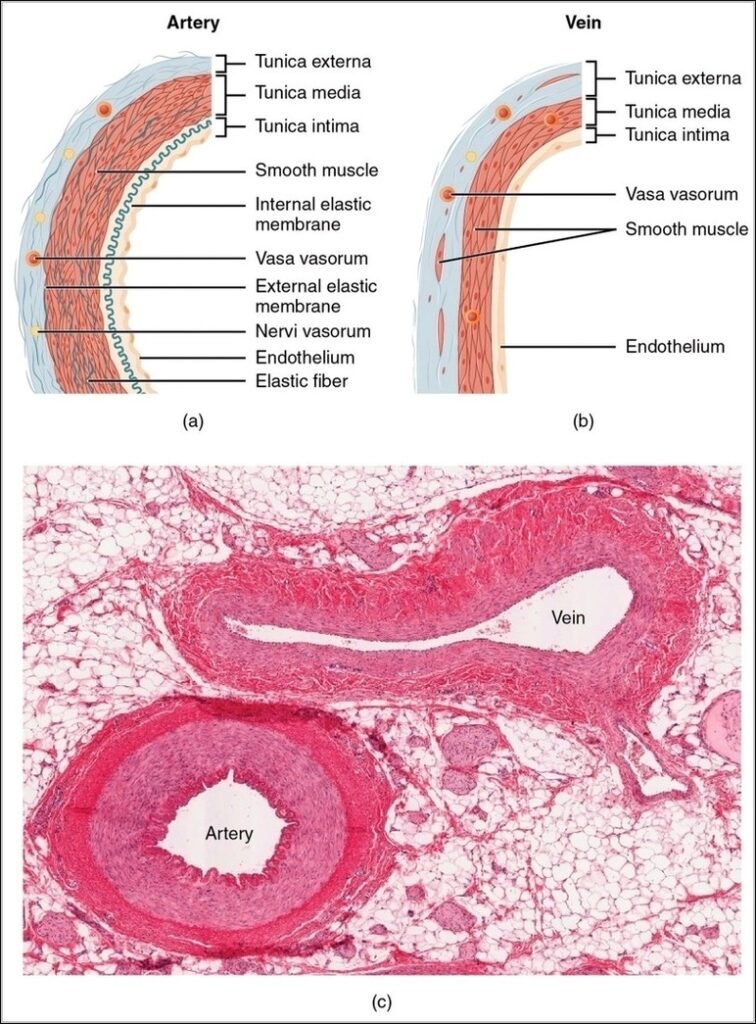Comparison of Artery and Vein