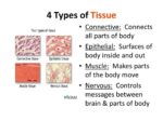 Connective Tissue Anatomy Illustration