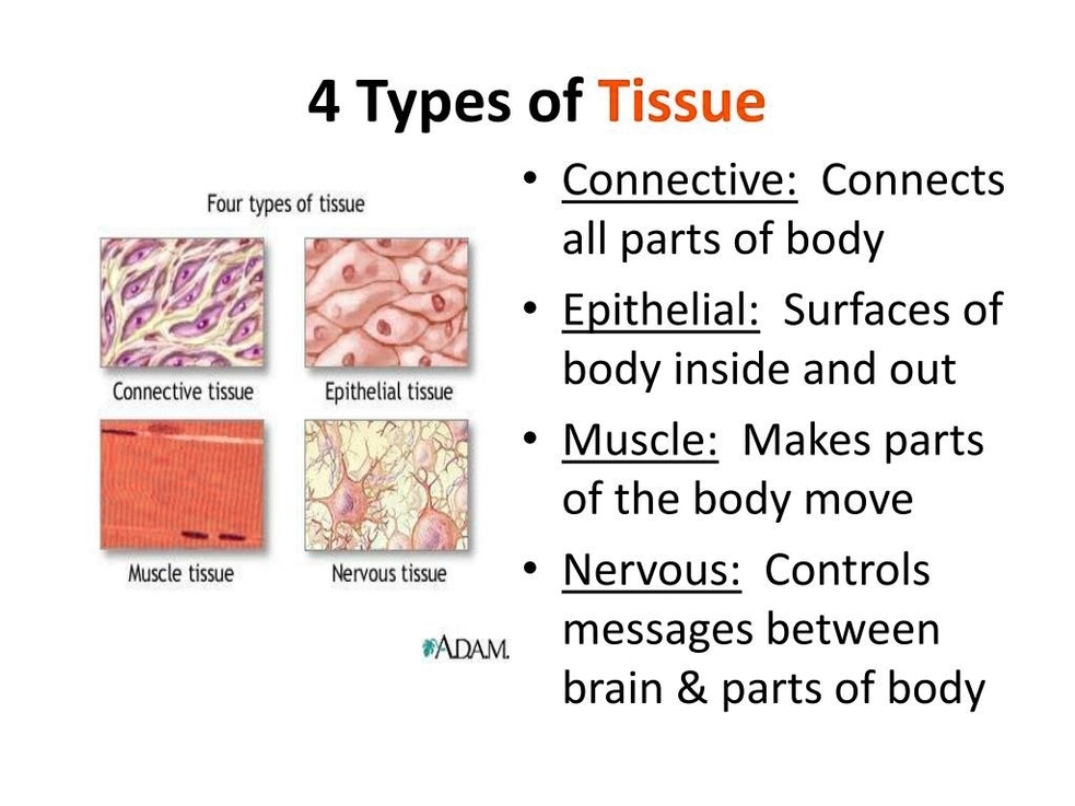 Connective Tissue Anatomy Illustration