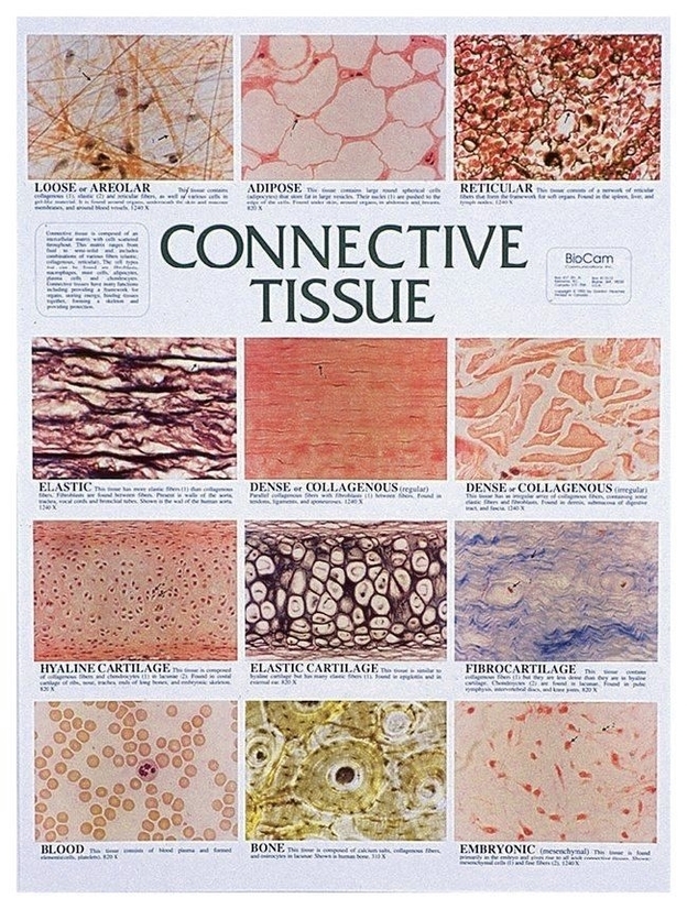 Connective Tissue Anatomy