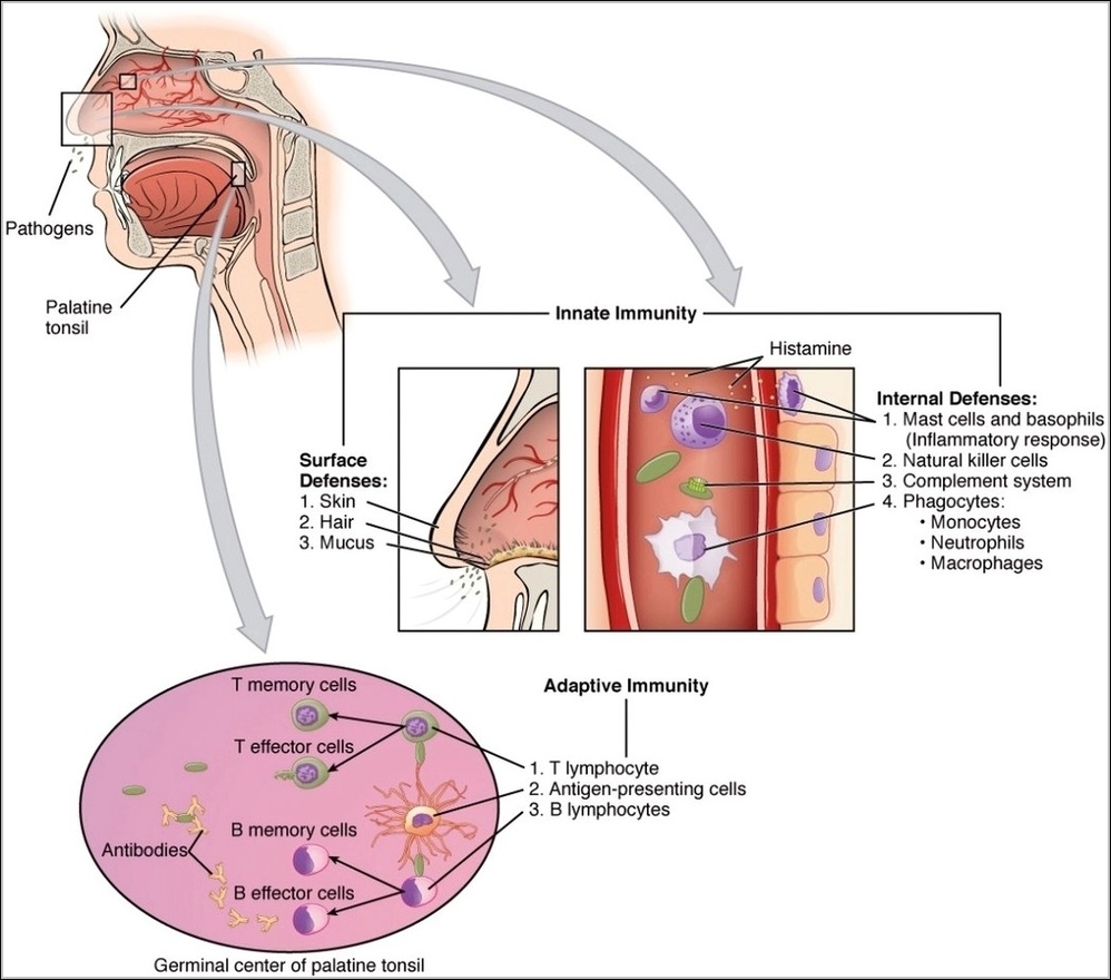 Cooperation Between Innate and Immune Responses