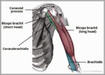 Coracobrachialis Biceps and Brachialis Muscles Diagram