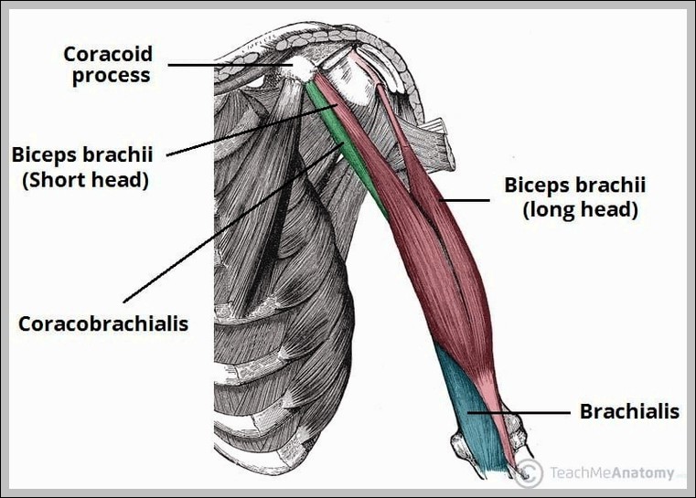 Coracobrachialis Biceps and Brachialis Muscles Diagram