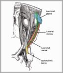 Course of the Lacrimal Nerve Diagram