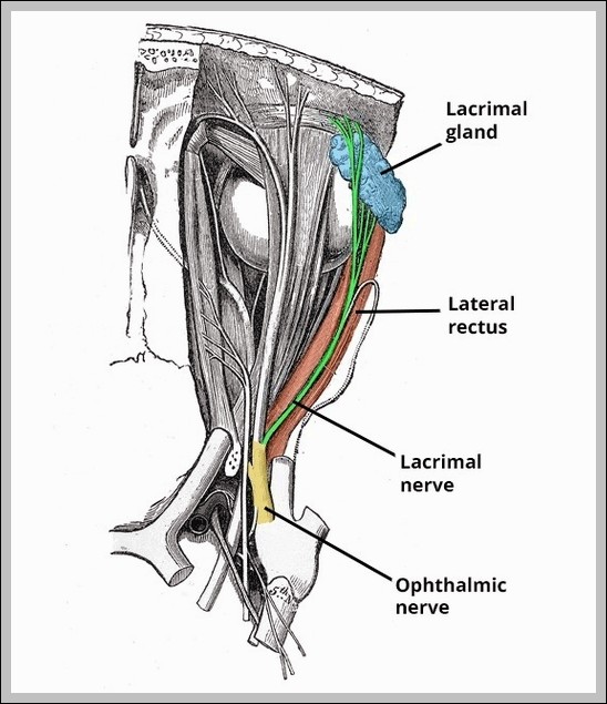 Course of the Lacrimal Nerve Diagram