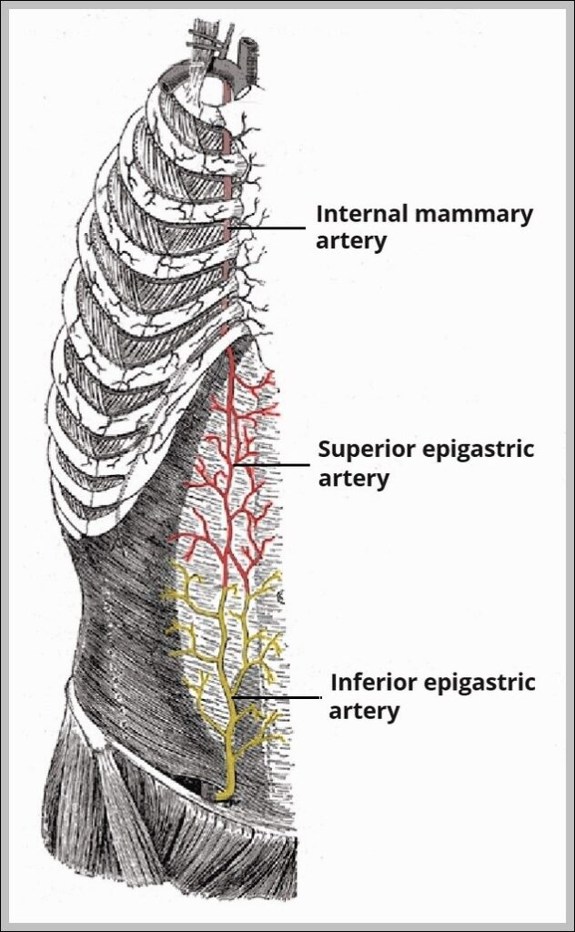 Course of the Superior Epigastric Artery Diagram