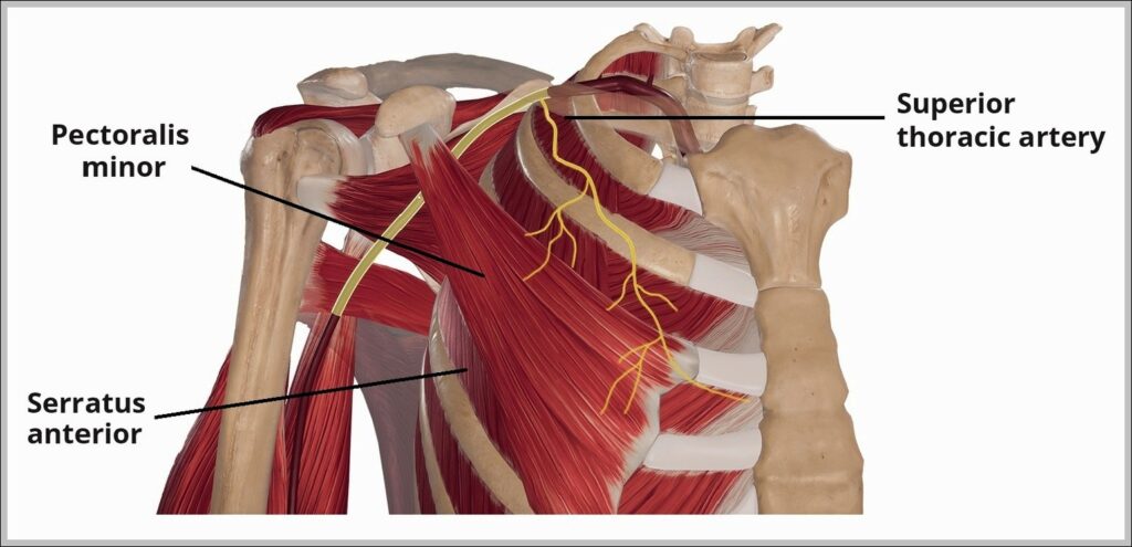 Course of the Superior Thoracic Artery Diagram