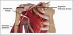 Course of the Superior Thoracic Artery Diagram