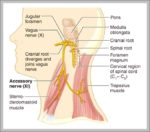 Cranial Nerve X Image