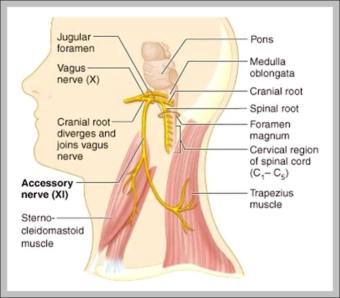 Cranial Nerve X Image