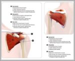 Deltoid Function Image