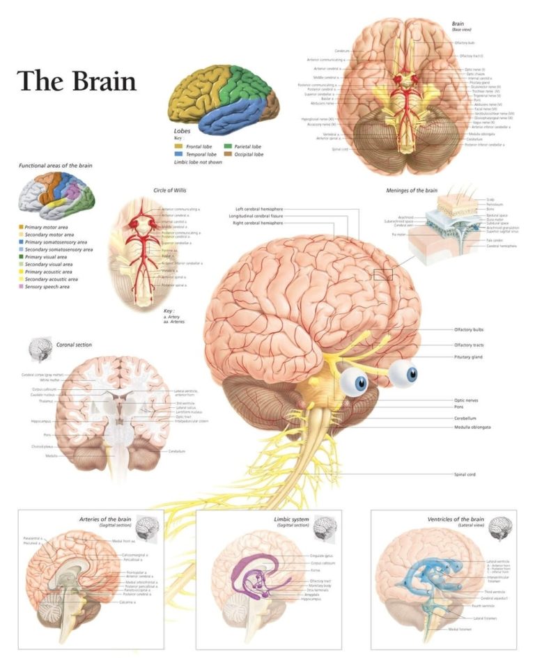 Detailed Brain Diagram | Anatomy System - Human Body Anatomy diagram ...