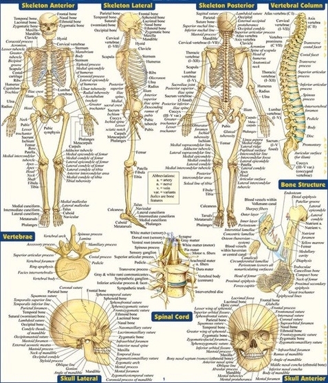 Detailed Skeleton Anatomy