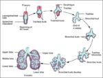 Development of Lower Respiratory SystemN