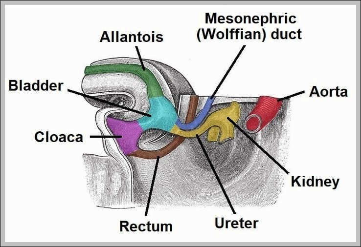 Development of the Bladder Ureter Mesonephric Duct Diagram