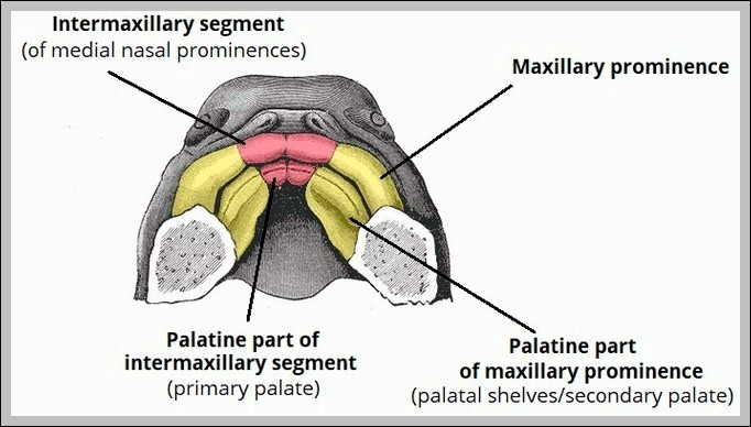 Development of the Palate Diagram