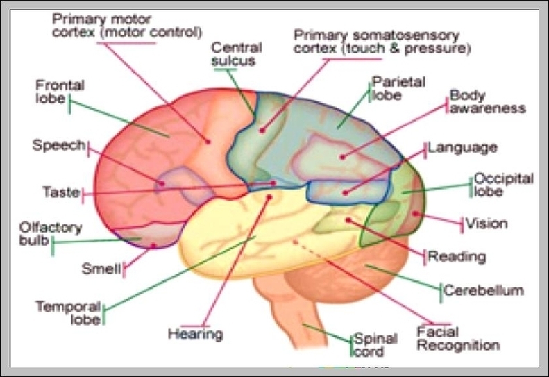 Diagram Of A Brain Image