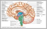 Diagram Of A Human Brain Image