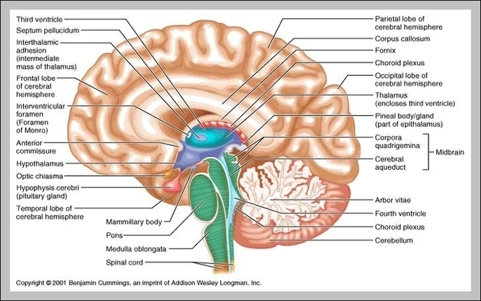 Diagram Of A Human Brain Image
