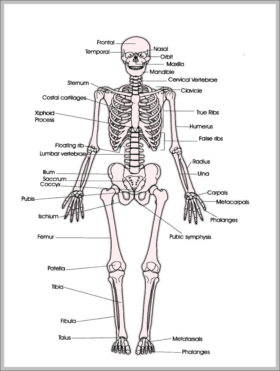 Diagram Of A Human Skeleton Image