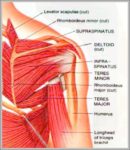 Diagram Of A Shoulder Image