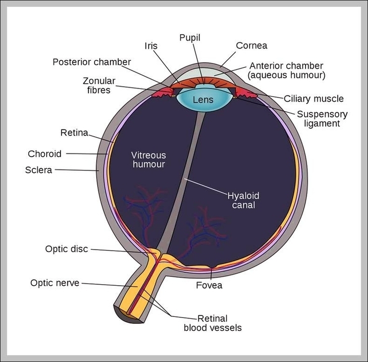 Diagram Of An Eye For Kids Image