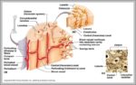 Diagram Of Bone Structure Image