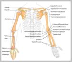 Diagram Of Bones In Body Image