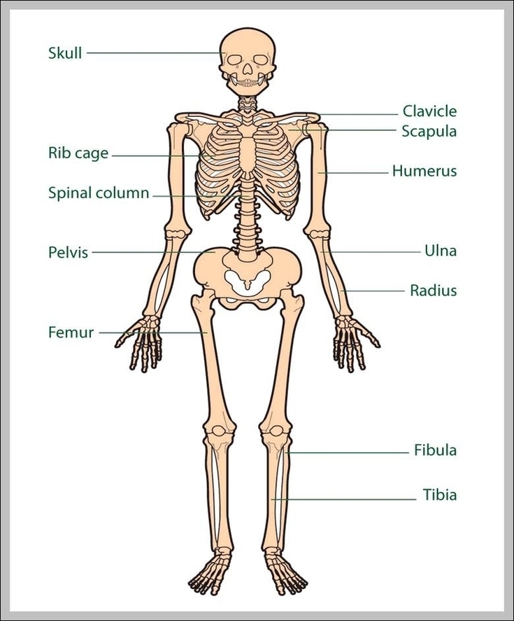 Diagram Of Bones In The Human Body Image