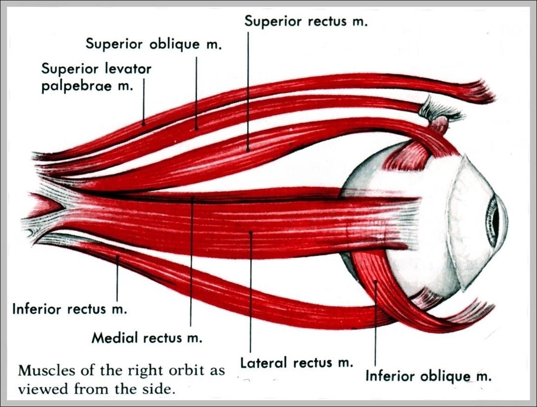 Diagram Of Eye Muscles Image