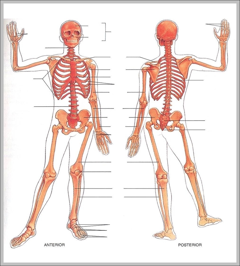 Diagram Of Human Body Front And Back Image