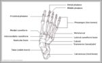 Diagram Of Human Foot Image