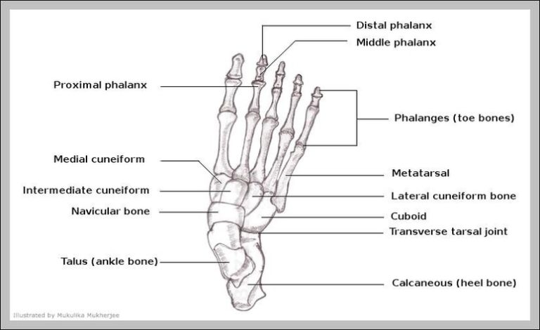 Diagram Of Human Foot Image | Anatomy System - Human Body Anatomy ...